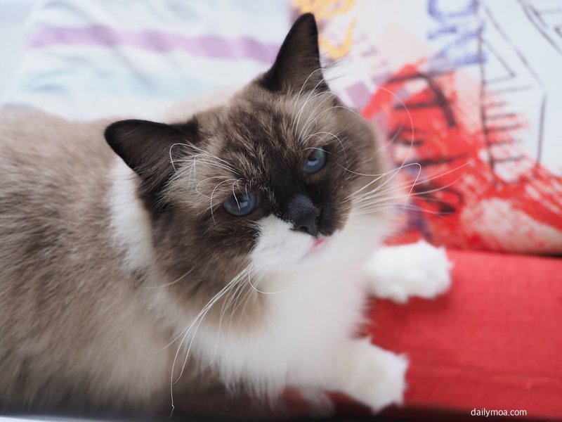 고양이 꿈 길몽 흉몽 판단 기준