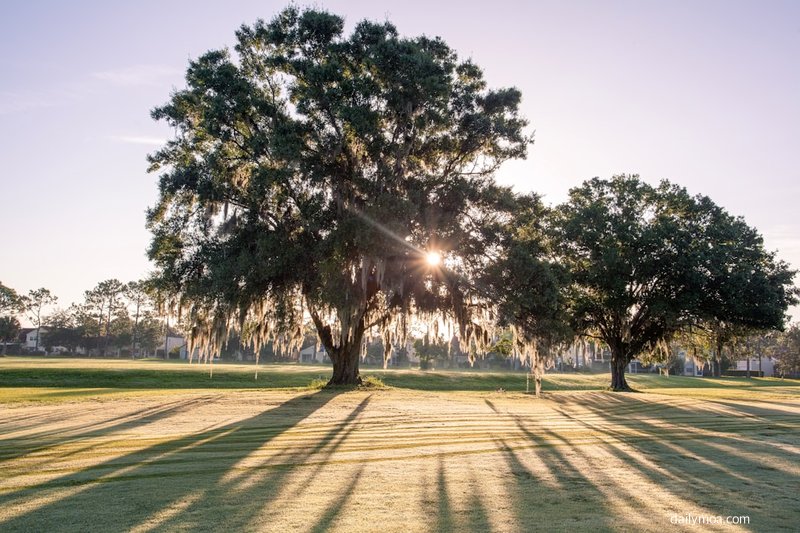 골프 규칙 그림자트릭 허용여부