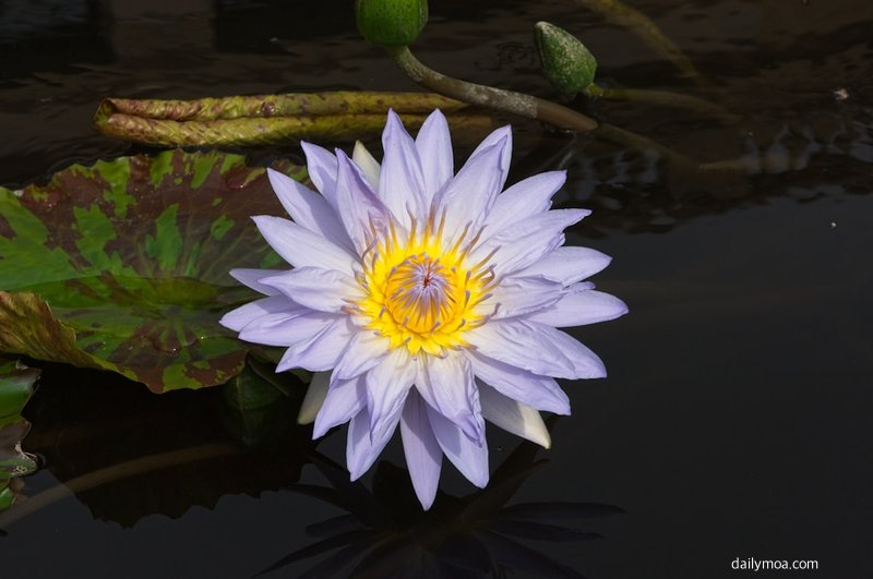 쿠키런 킹덤 게임 캐릭터 판타지 일러스트 이미지