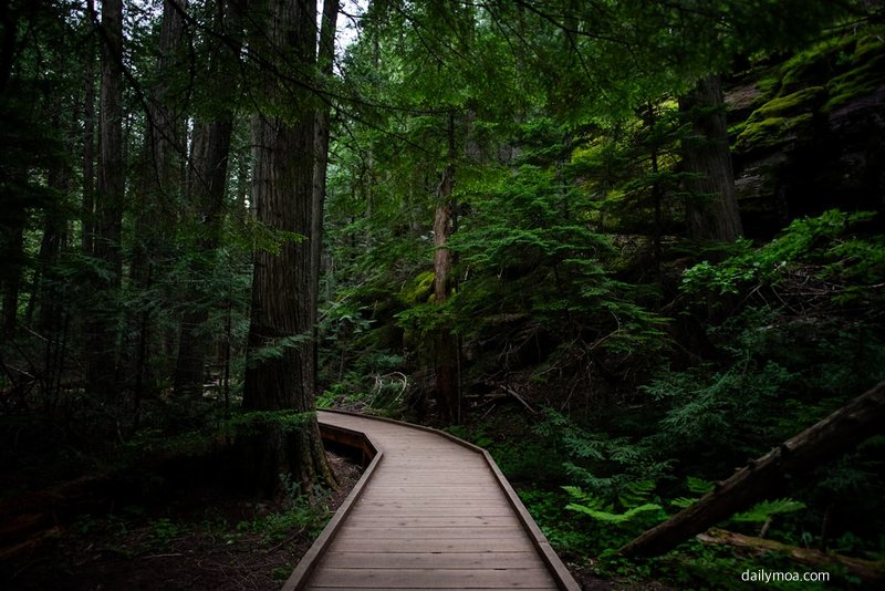 내장산 국립공원 단풍 숲길 자연 경관 이미지