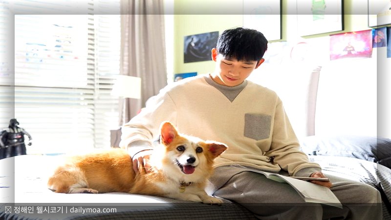 정해인 웰시코기