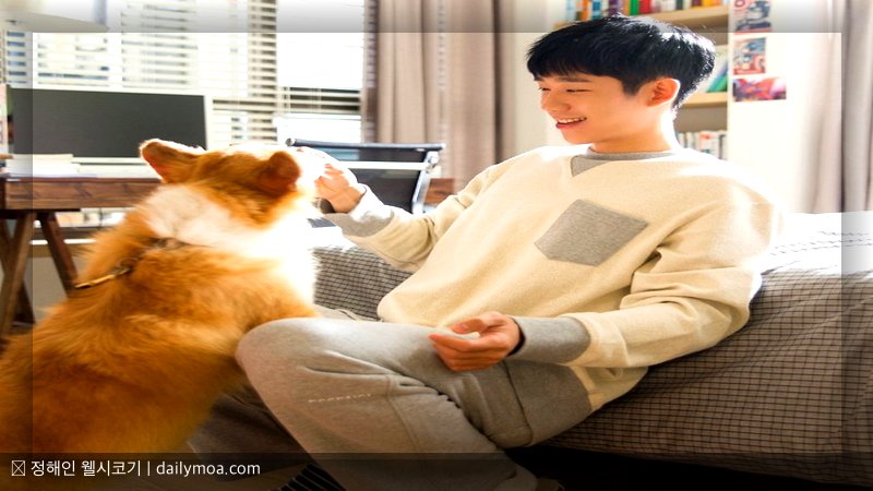 정해인 웰시코기